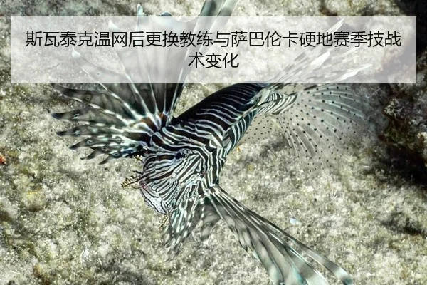 斯瓦泰克温网后更换教练与萨巴伦卡硬地赛季技战术变化